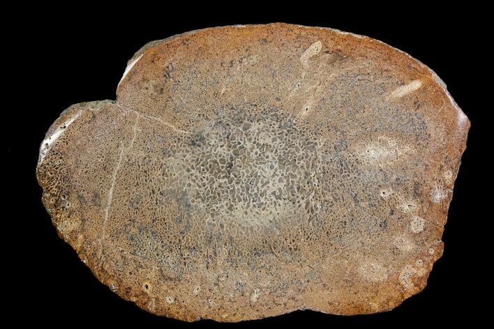Polished Pliosaur (Liopleurodon) Bone - England #92564